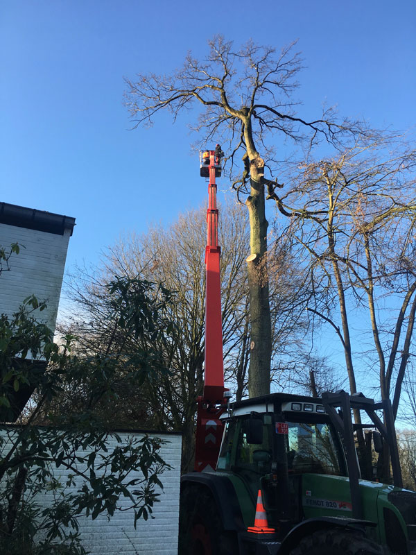 boom-verwijderen-uit-tuin-boom-stadstuin-Wemmel