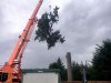 bomen-demonteren-met-torenkraan-Dilbeek