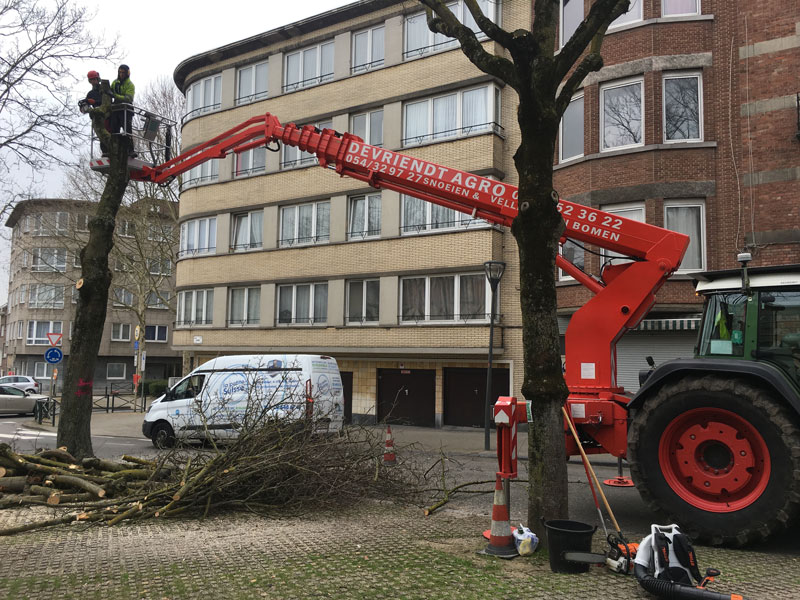 verwijderen-boom-stadstuin-Brussel