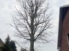 snoeien-beuk-moeilijkbereikbareboom-dilbeek-boomsnoeier
