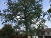 snoeien-eik-oudeboom-moeilijkeboom-klimtechnieken