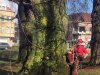 snoeien-veteraan-boom-parkbomen-boomverzorging-gemeente-dilbeek-beuk