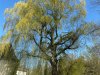 snoeien-wilg-boom-knotboom-sterksnoeien-bomenhalveren-lennik