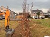 haag-planten-planten-bomen-Lennik